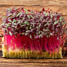 Микрозелень амаранта XXL